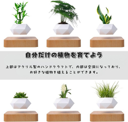 Air Bonsai™