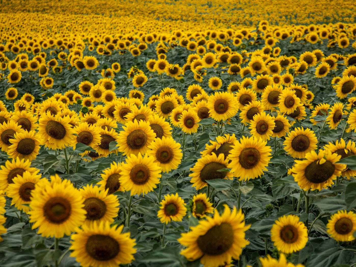files/flor-de-girassol-og.webp