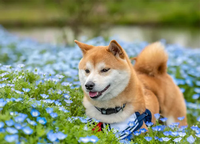 files/japanese-dog-breeds-shiba-inu_d620345a-5e8d-489d-982a-54e42b36e927.webp